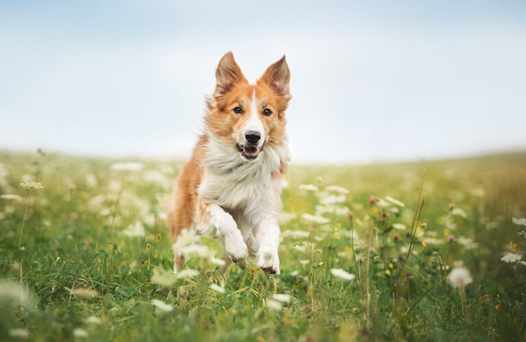 Ein braun-weißer Hund rennt durch ein Gänseblümchenfeld.