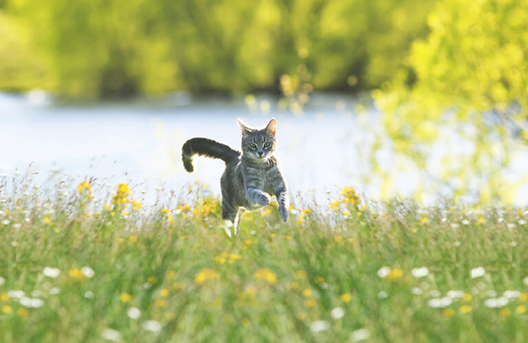 Eine Katze rennt durch eine Blumenwiese.
