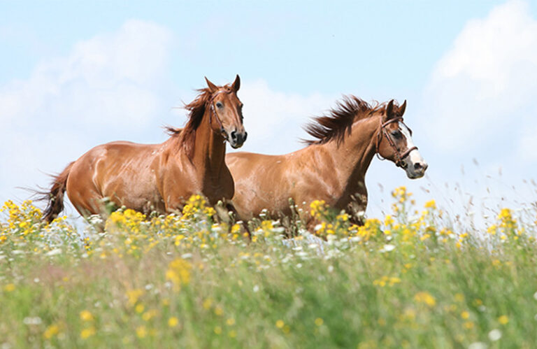 Zwei Pferde laufen auf einem Feld.